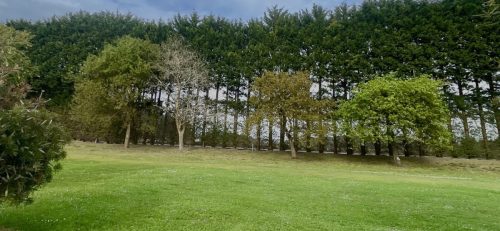 Cada Roble lleva su tiempo de floración