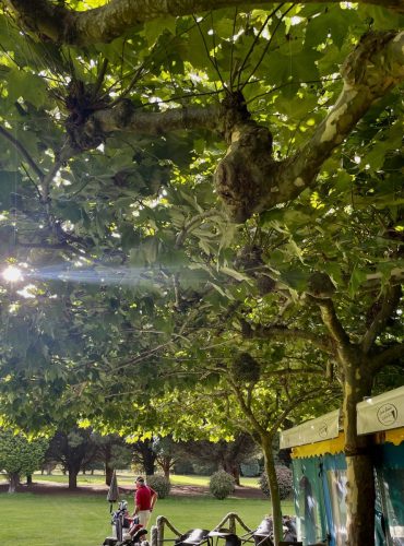 Sombrilla y paraguas natural en casa club. Un ejemplo de naturaleza al servicio del hoyo 19