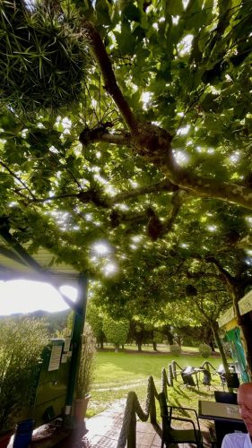 Sombrilla y paraguas natural en casa club. Un ejemplo de naturaleza al servicio del hoyo 19