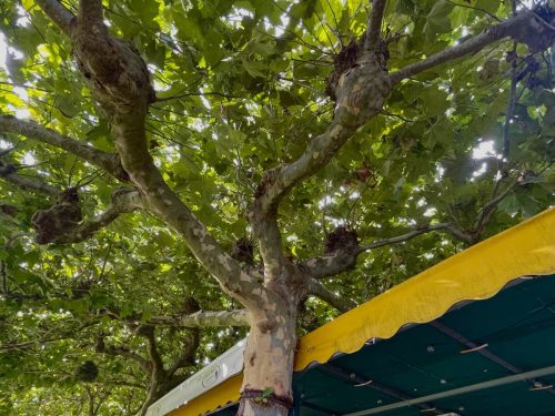 Sombrilla y paraguas natural en casa club. Un ejemplo de naturaleza al servicio del hoyo 19